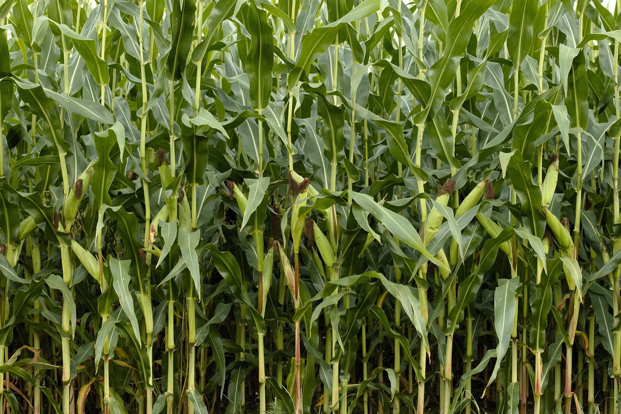 Jakie znaczenie ma kukurydza kiszona w karmieniu zwierząt hodowlanych?